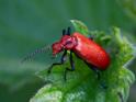 Pyrochroa serraticornis (Red-headed Cardinal Beetle).jpg